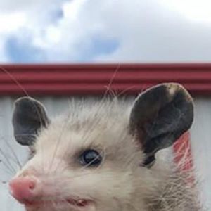 Meet your Posher, Armando